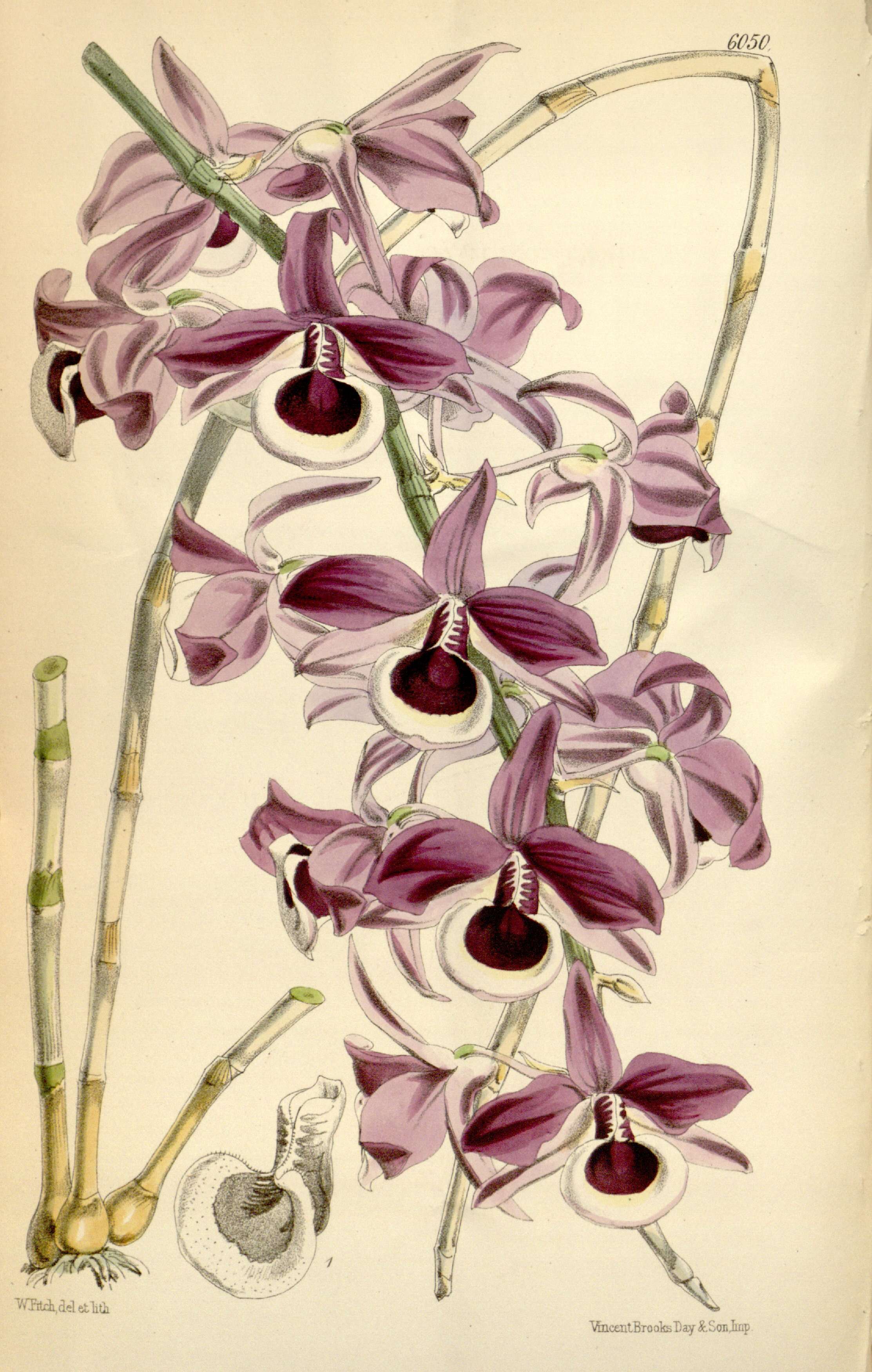 Plancia ëd Dendrobium lituiflorum Lindl.