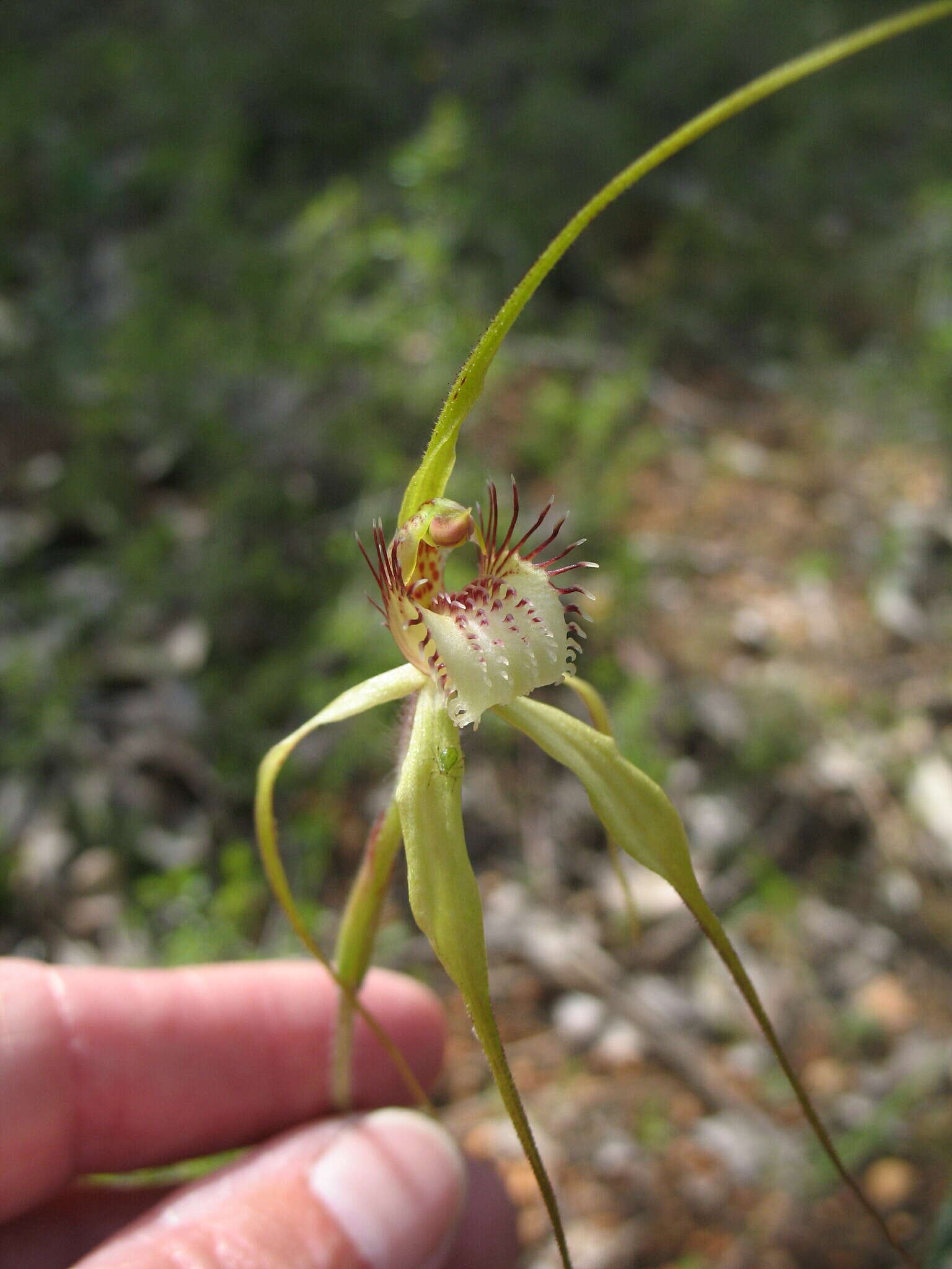 Imagem de Caladenia citrina Hopper & A. P. Br.