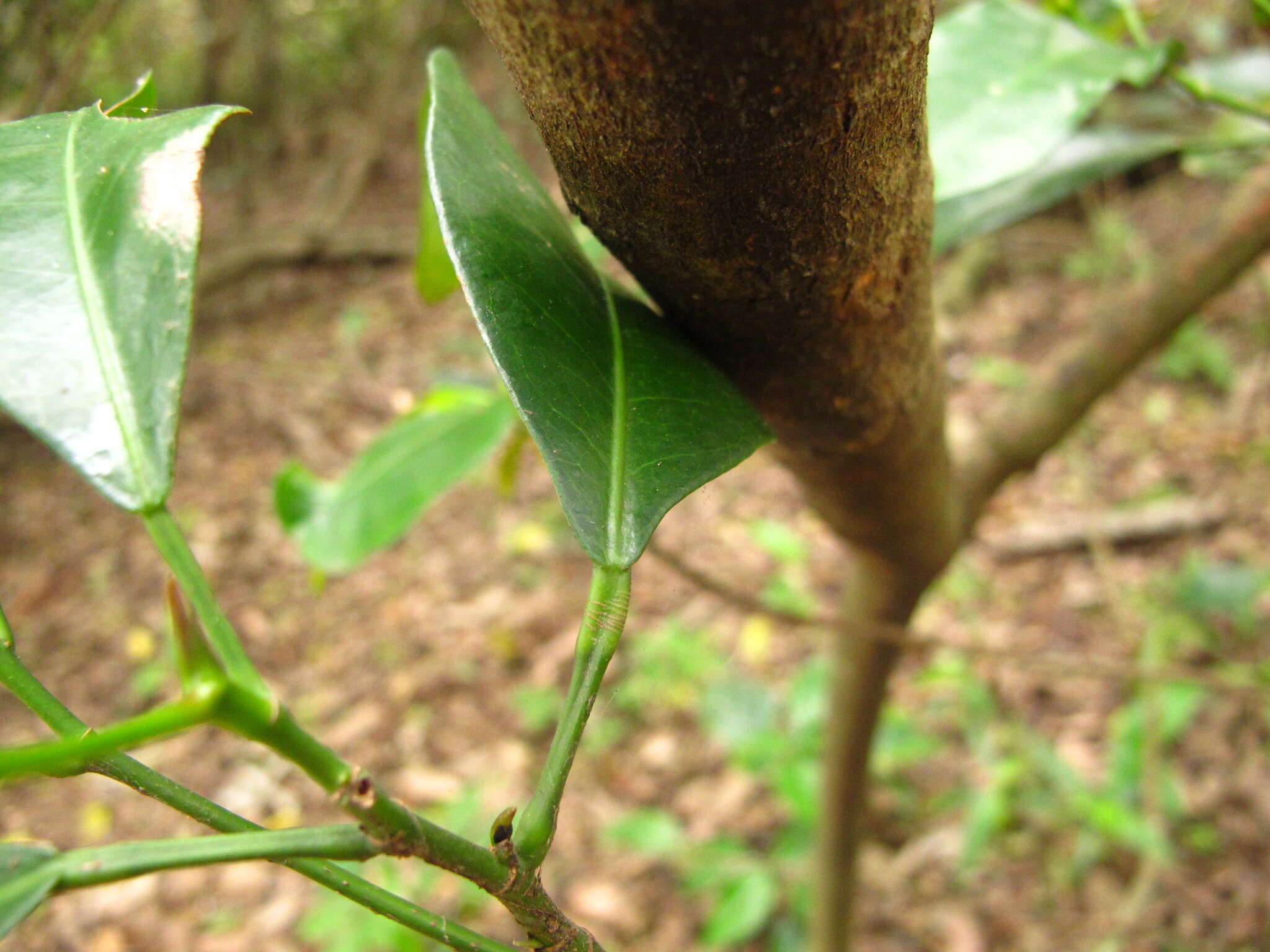 Imagem de Cavacoa aurea (Cavaco) J. Léonard