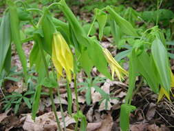 Image of bellwort