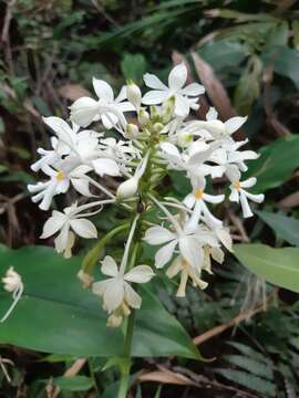 Image of Christmas orchid