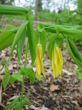 Image of largeflower bellwort