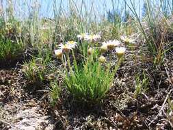 Image of early bluetop fleabane