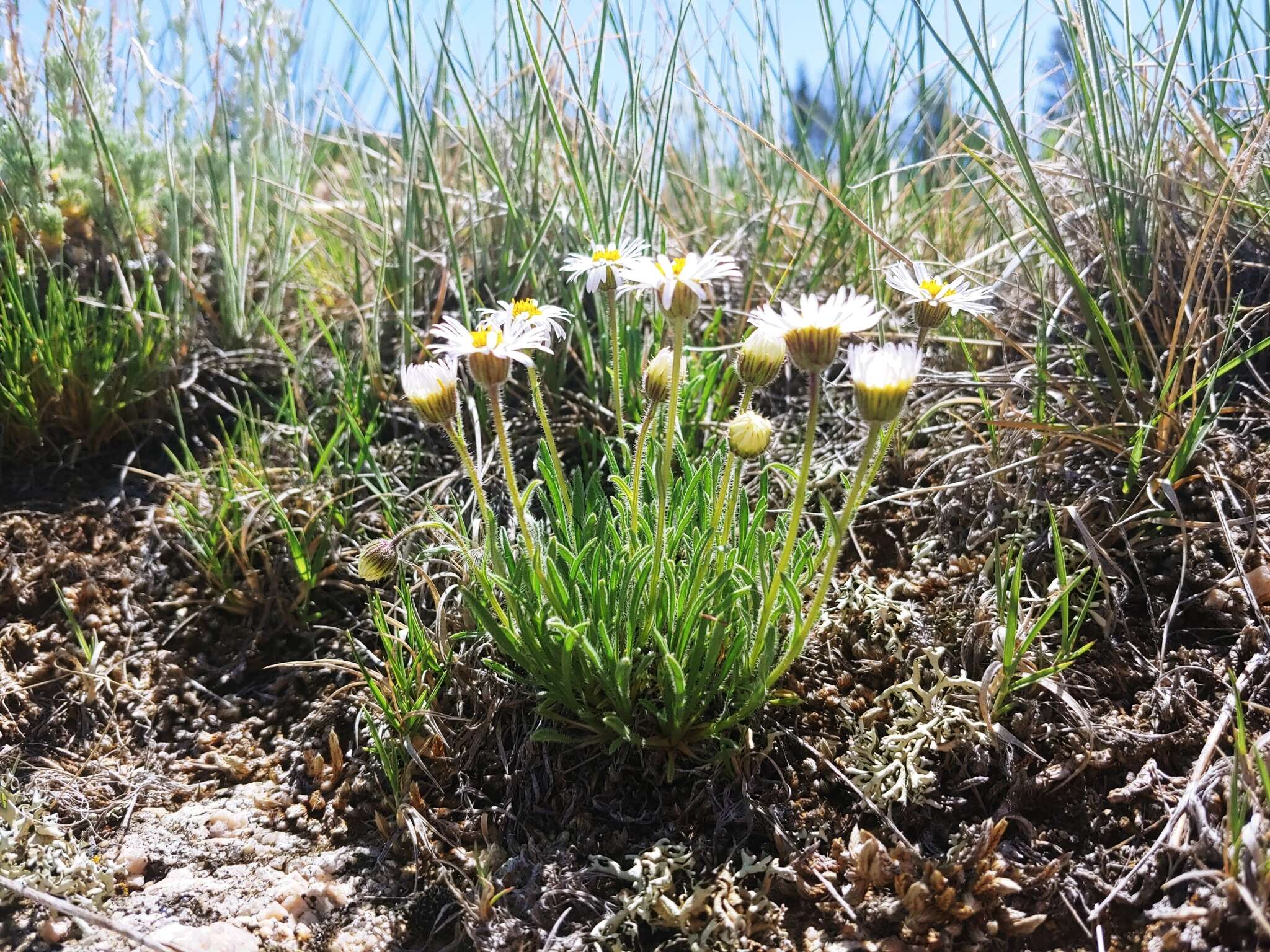 Image of early bluetop fleabane