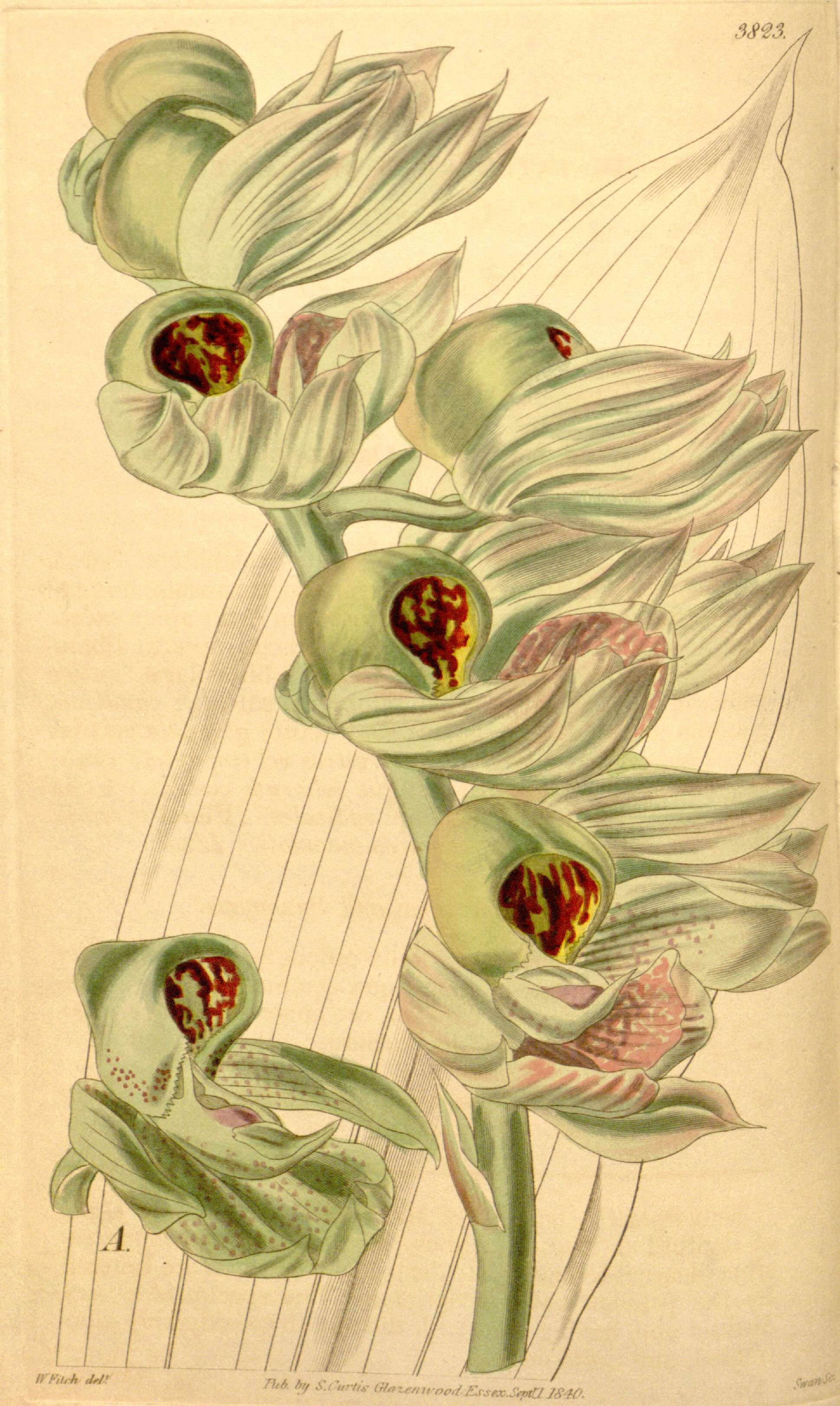 Image of Catasetum integerrimum Hook.
