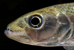Image of Tiger Fish