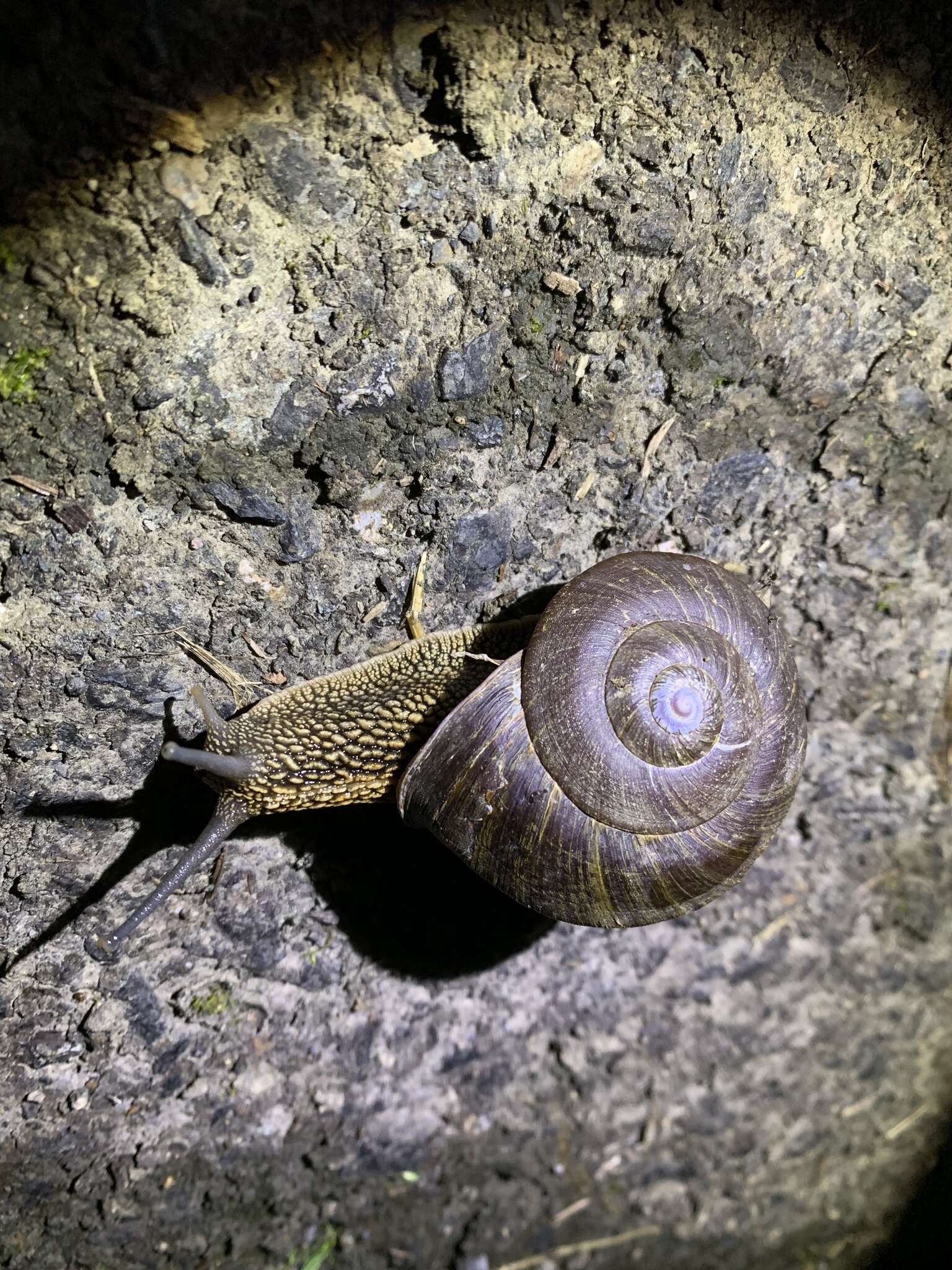 Image of Nesiohelix swinhoei (L. Pfeiffer 1866)