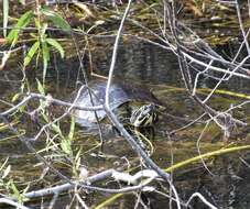 Image of Peninsula Cooter