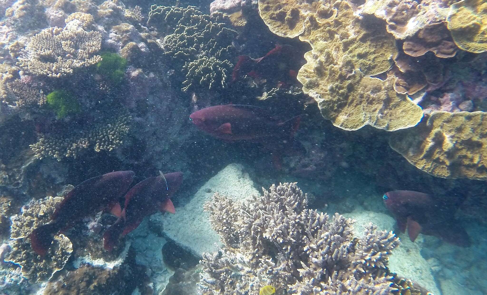 Image of Filament-finned Parrotfish