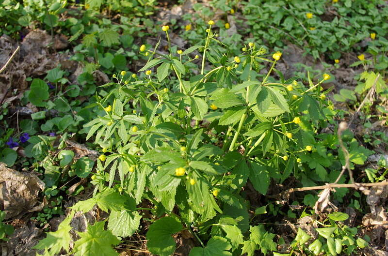 Image de Ranunculus cassubicus L.