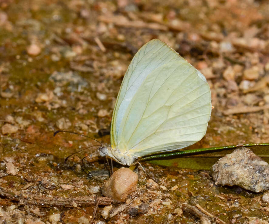 Image of Pseudopieris