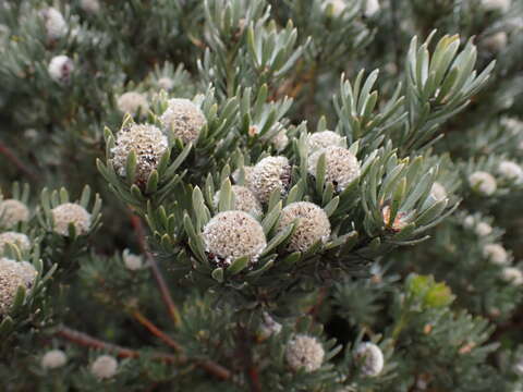 Image of Leucadendron singulare I. Williams