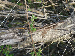 Image of Schroeder's Tree Iguana