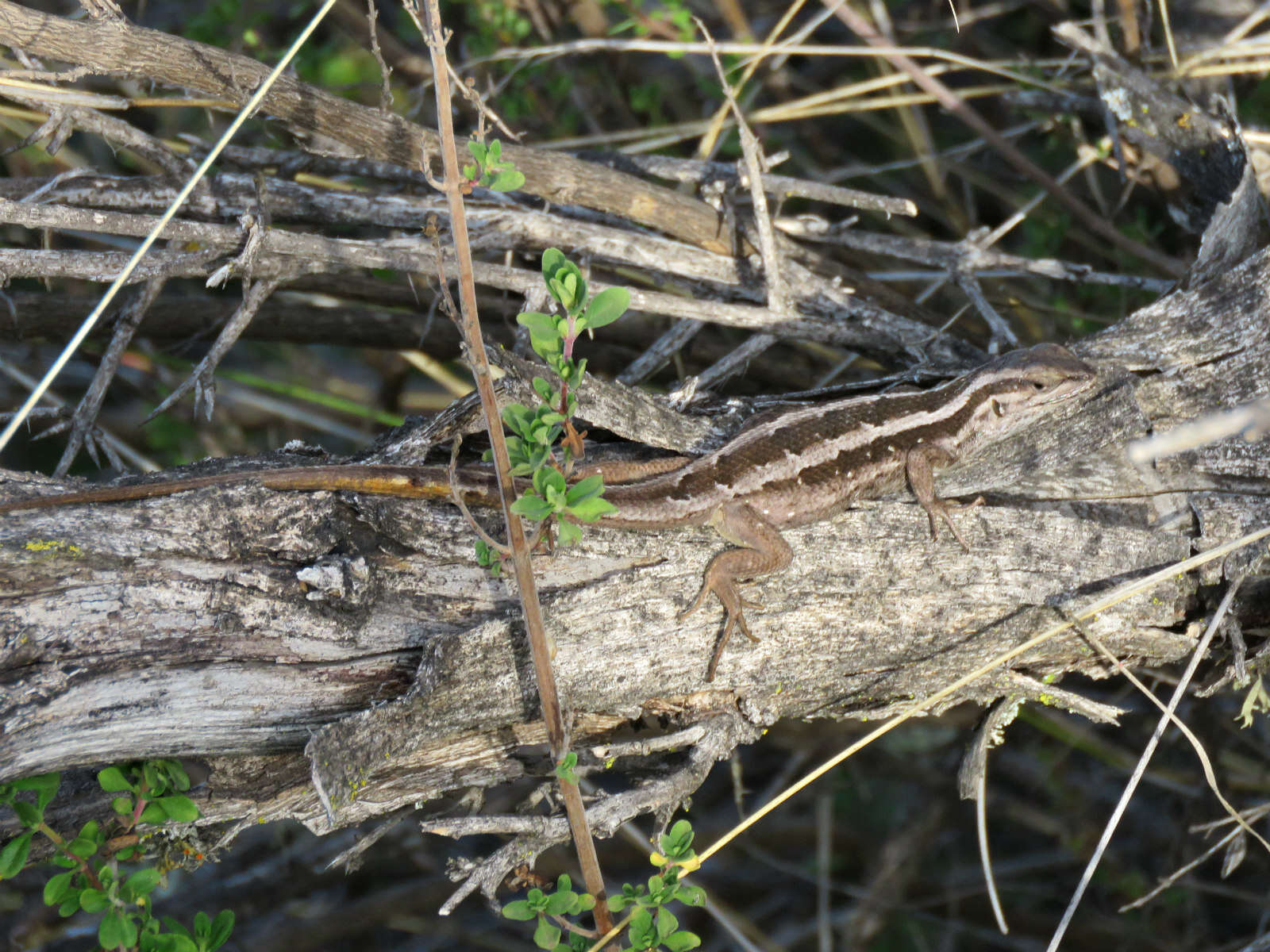 Image of Schroeder's Tree Iguana