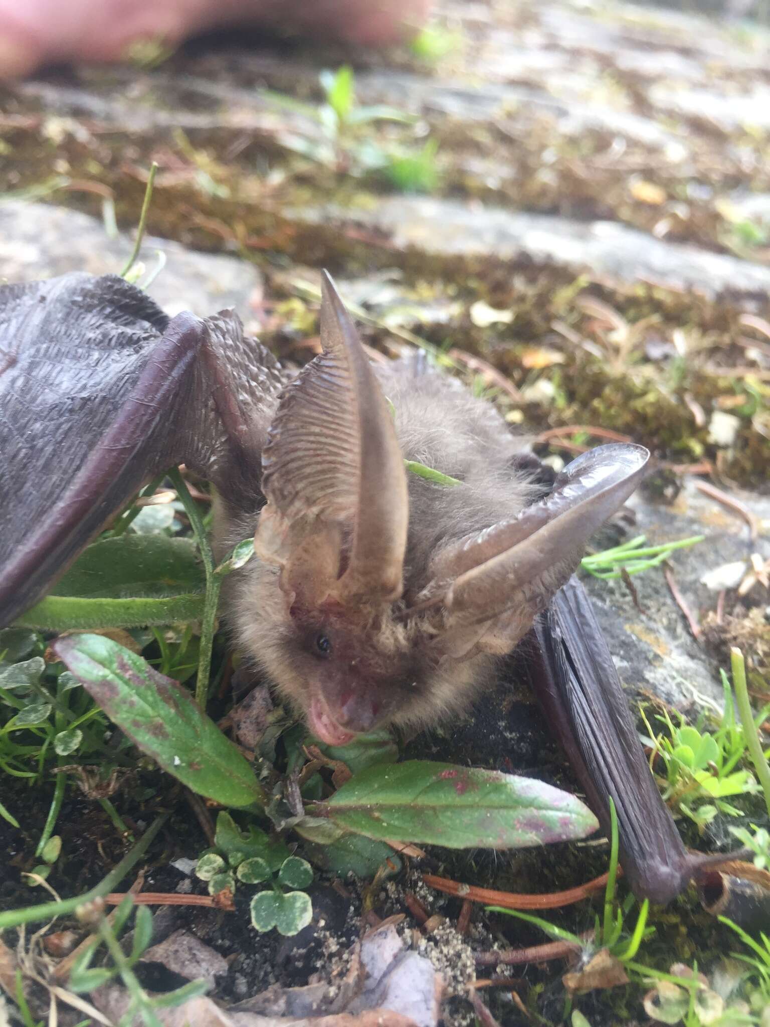 Image of Brown long-eared bat