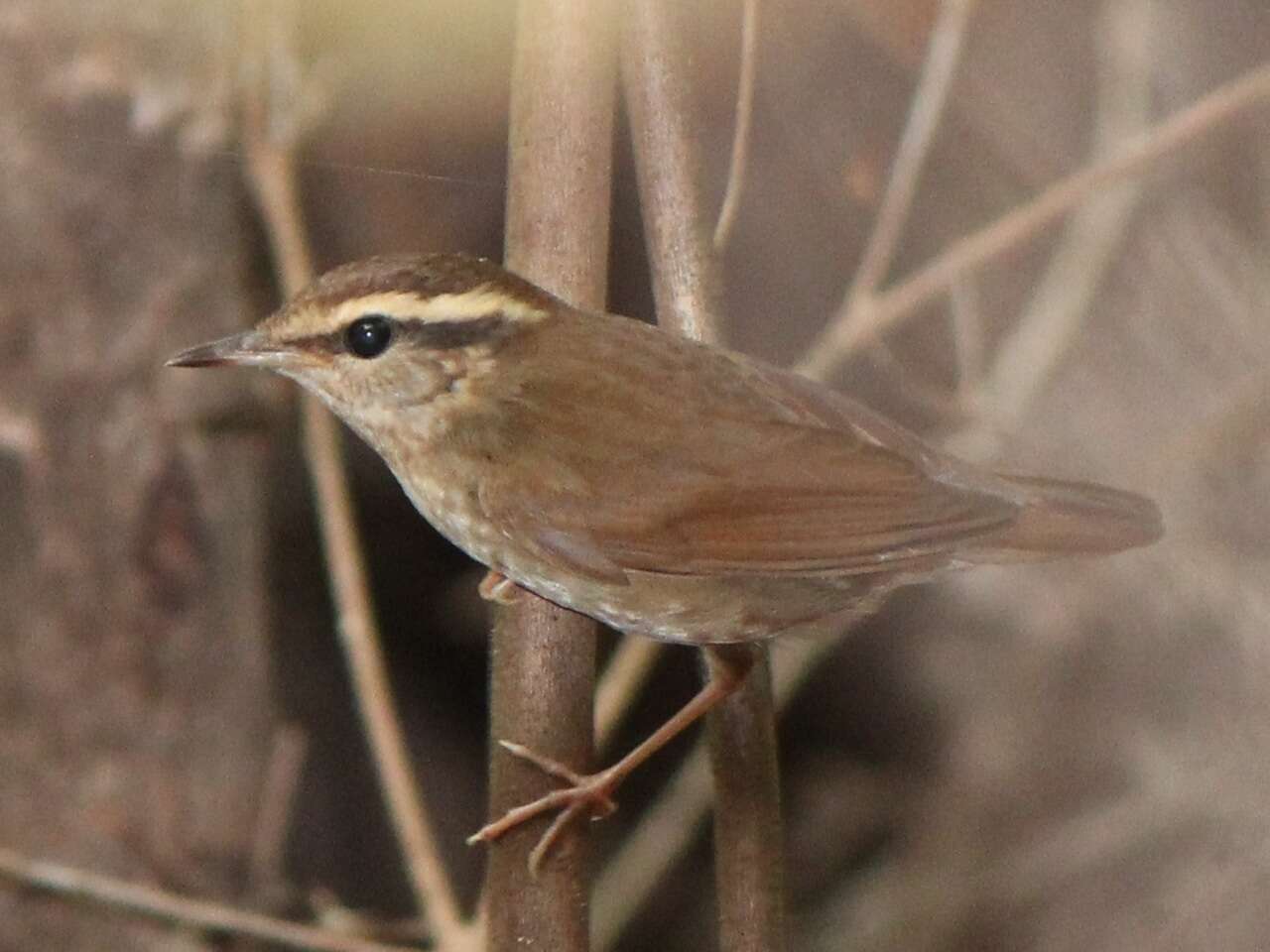 Слика од Urosphena squameiceps (Swinhoe 1863)