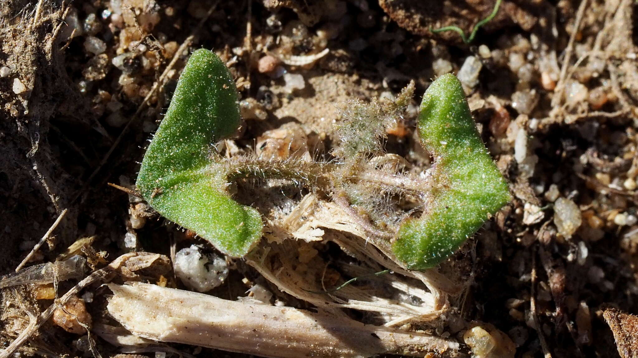 Imagem de Salvia carduacea Benth.