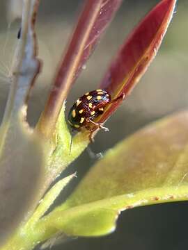 Cryptocephalus nigrocinctus Suffrian 1852 resmi