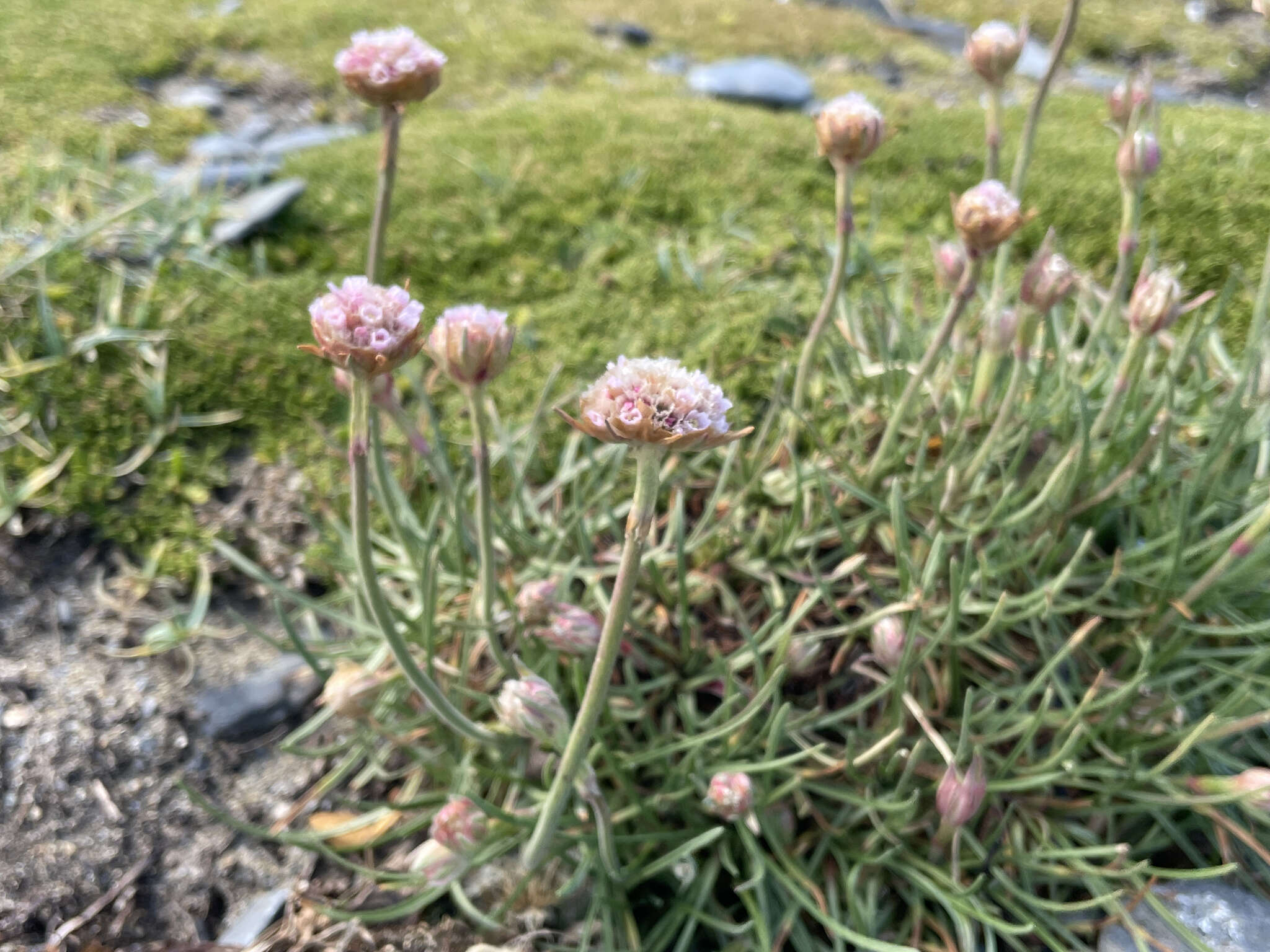 Image of Armeria maritima subsp. andina (Poeppig ex Boiss.) D. M. Moore & Yates