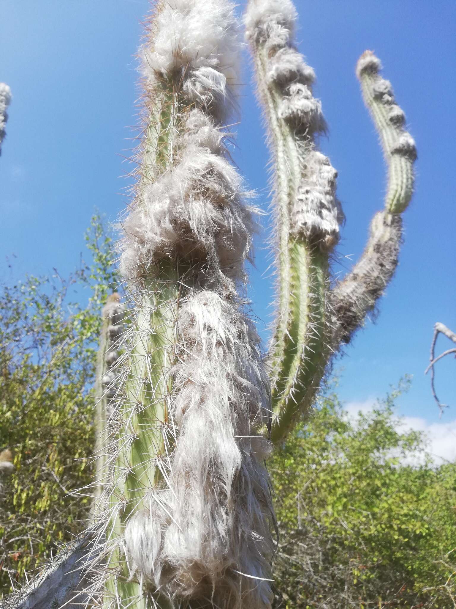 Image of Pilosocereus leucocephalus (Poselg.) Byles & G. D. Rowley