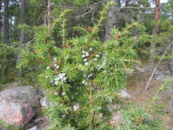 Image of Common Juniper