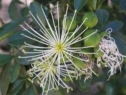 Image of Maerua cafra
