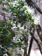 Image of Maerua cafra