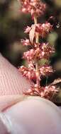 Image of Rumex ucranicus Fisch.