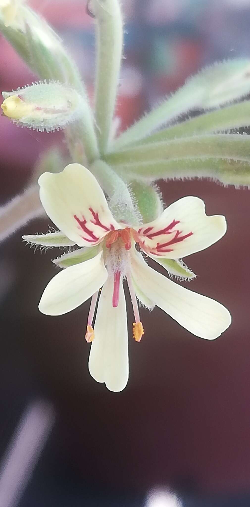 Image of Pelargonium aciculatum E. M. Marais