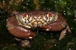 Image of smooth redeye crab