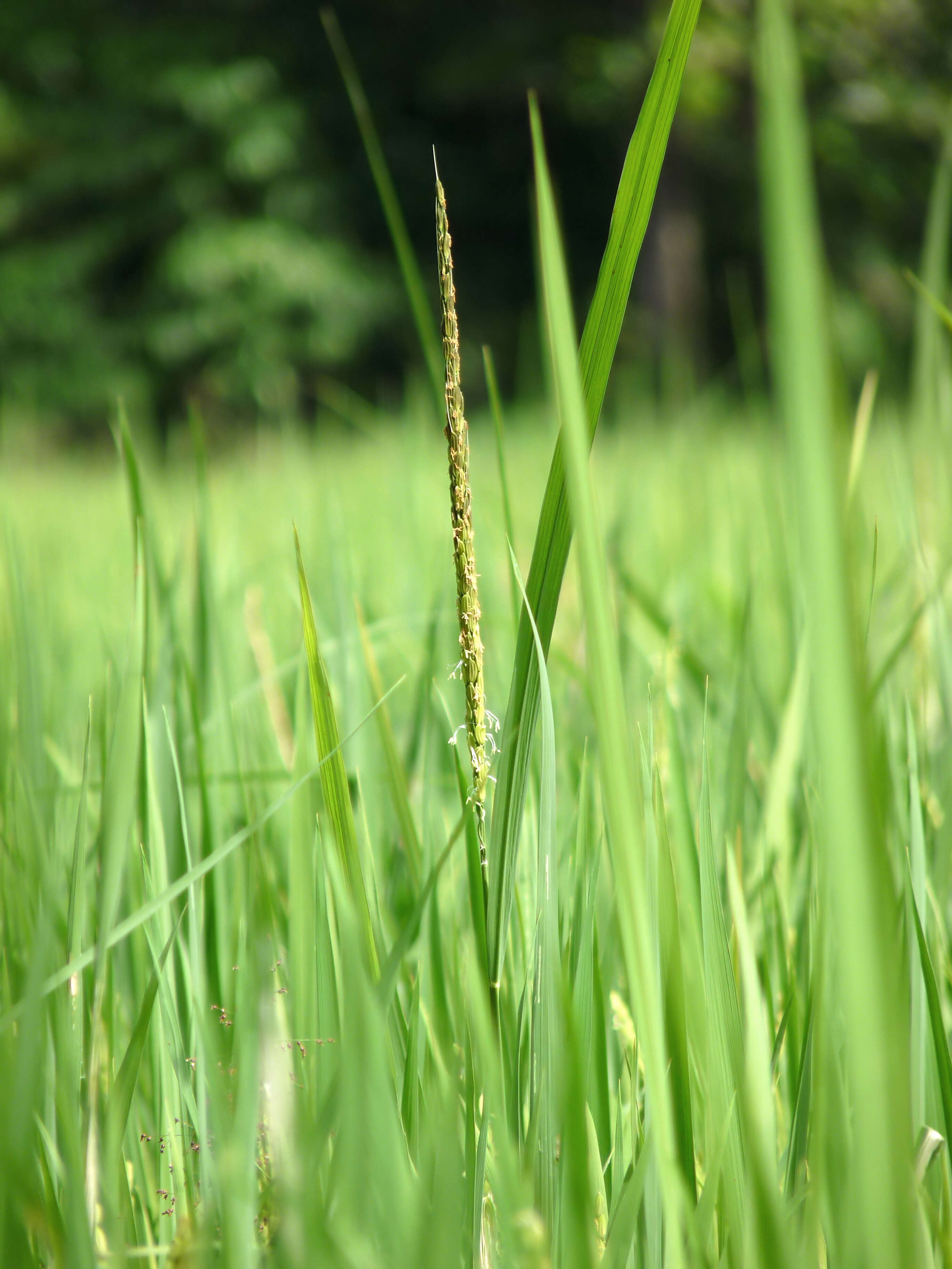 Imagem de Oryza sativa L.