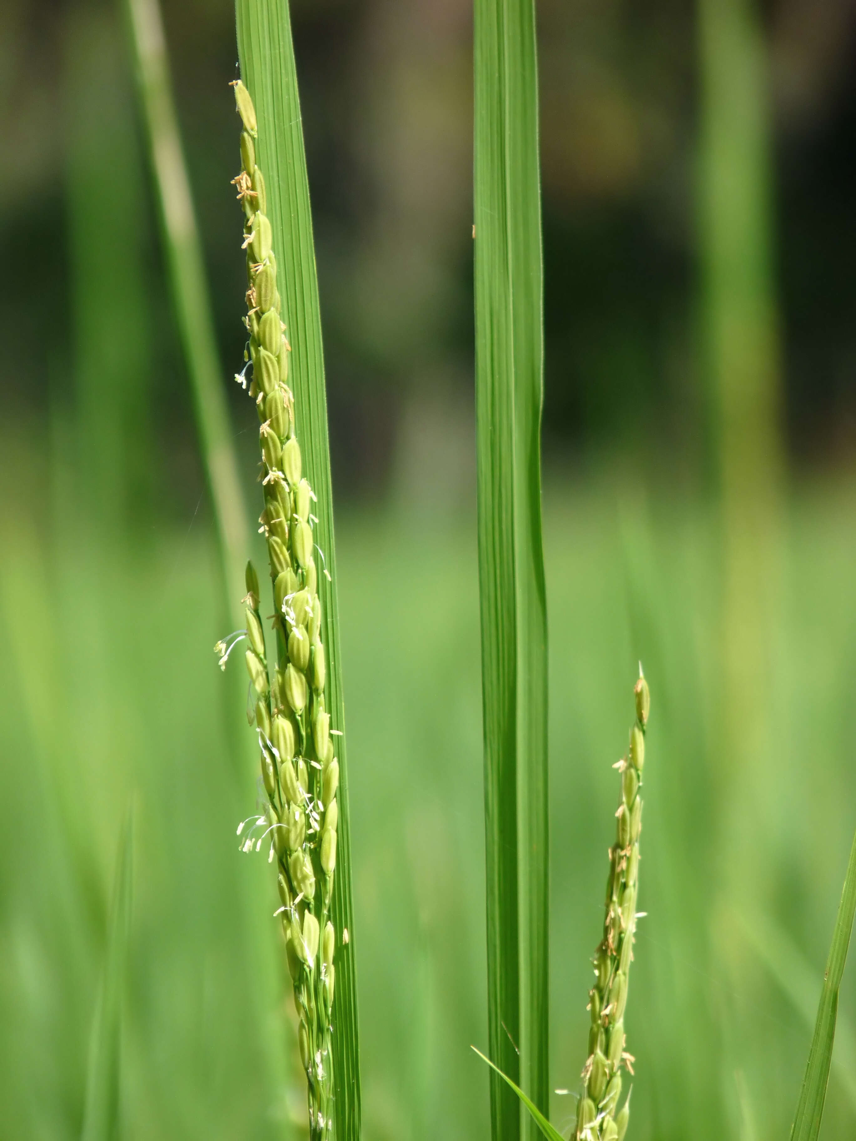 Image of rice