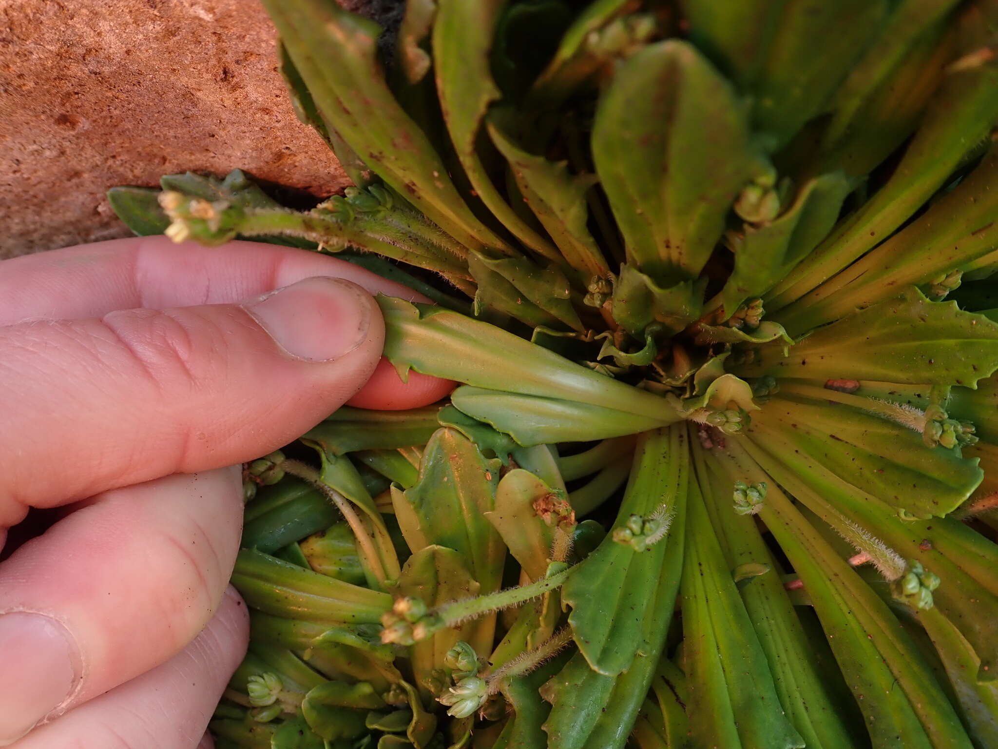 Image of Plantago triantha Spreng.