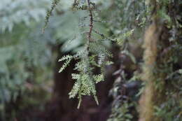 Image of dacrycarpus