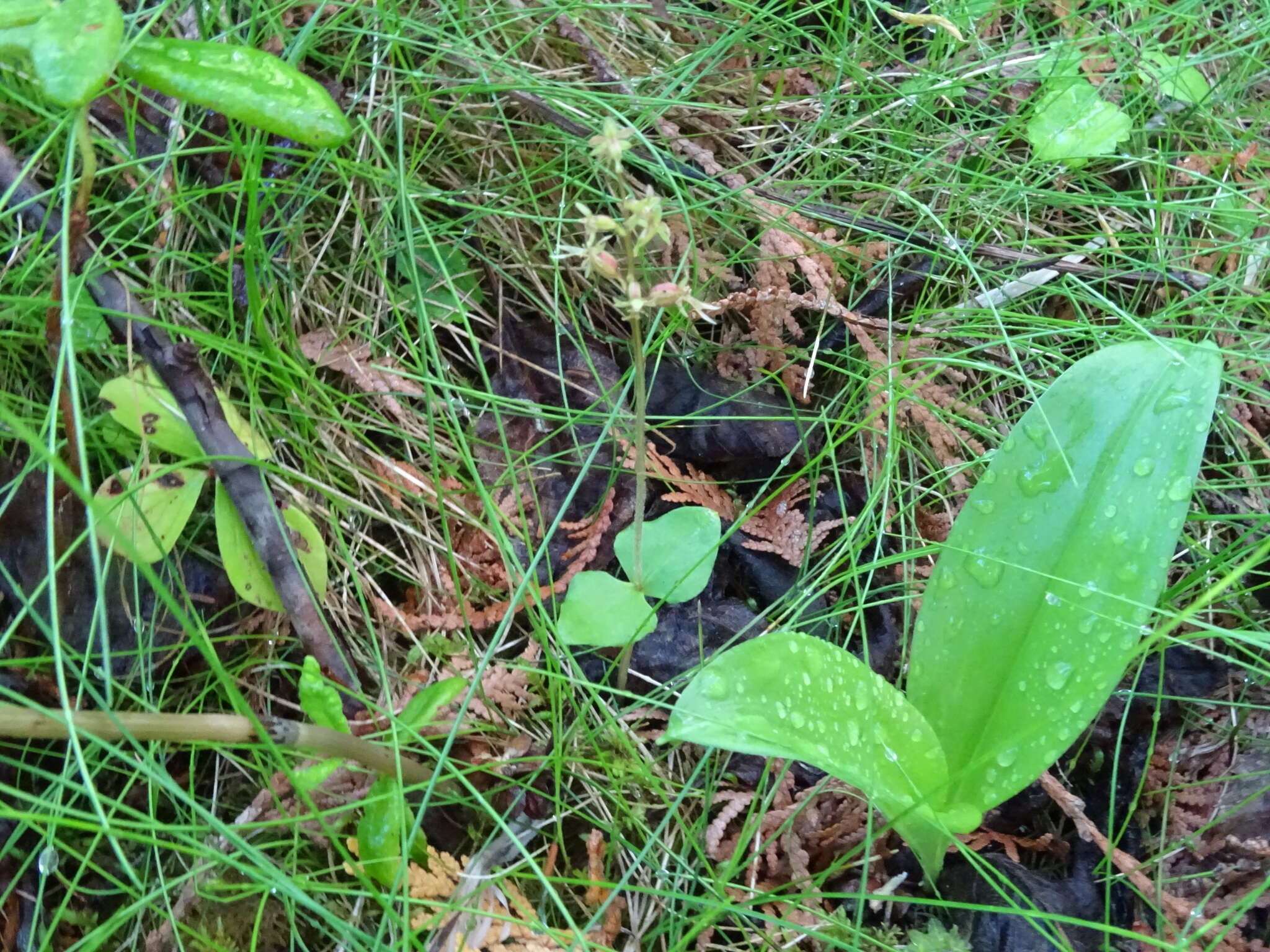 Image of Lesser Twayblade