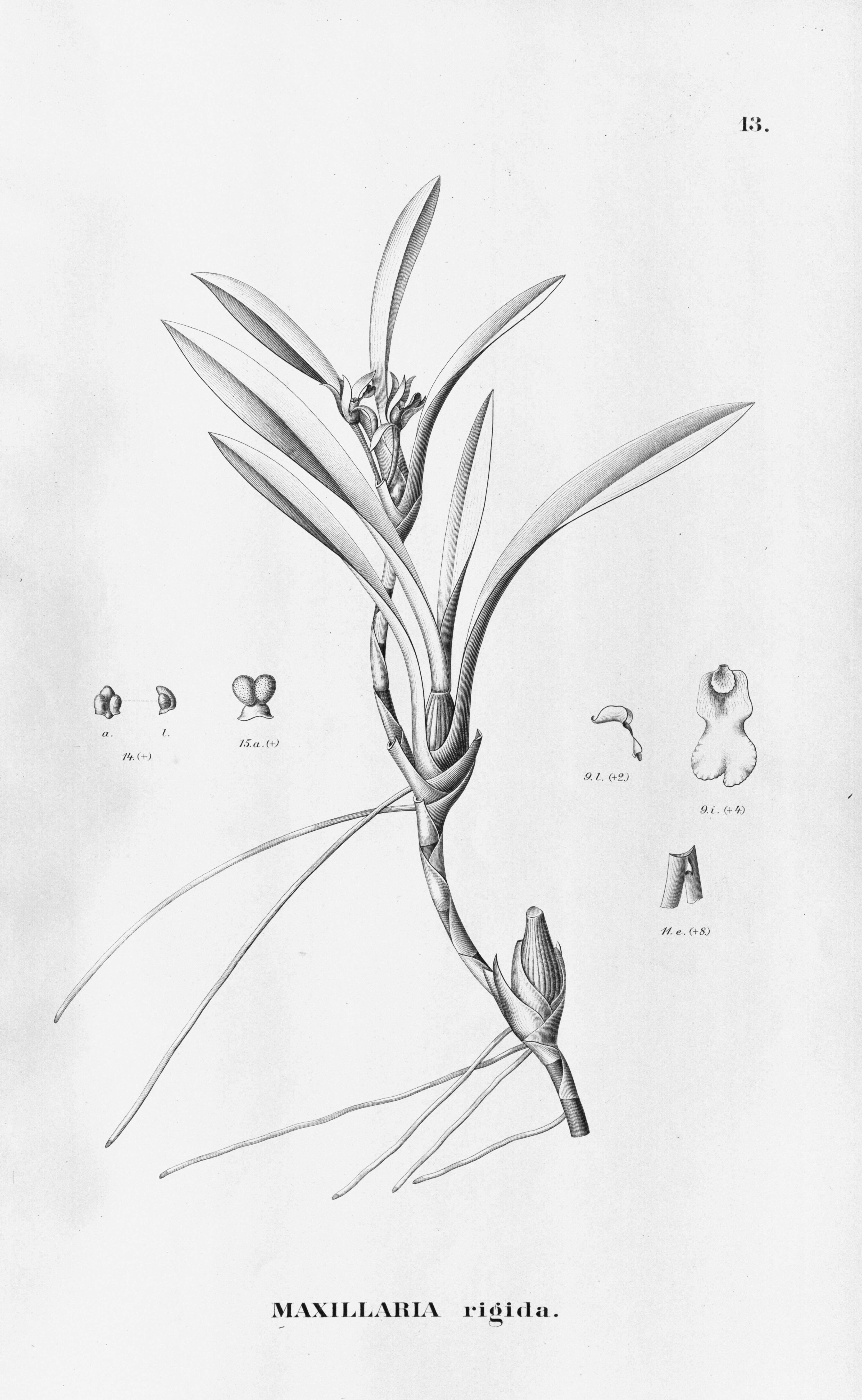 Image of Ornithidium