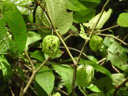 Plancia ëd Physalis solanacea (Schltdl.) B. Axelius