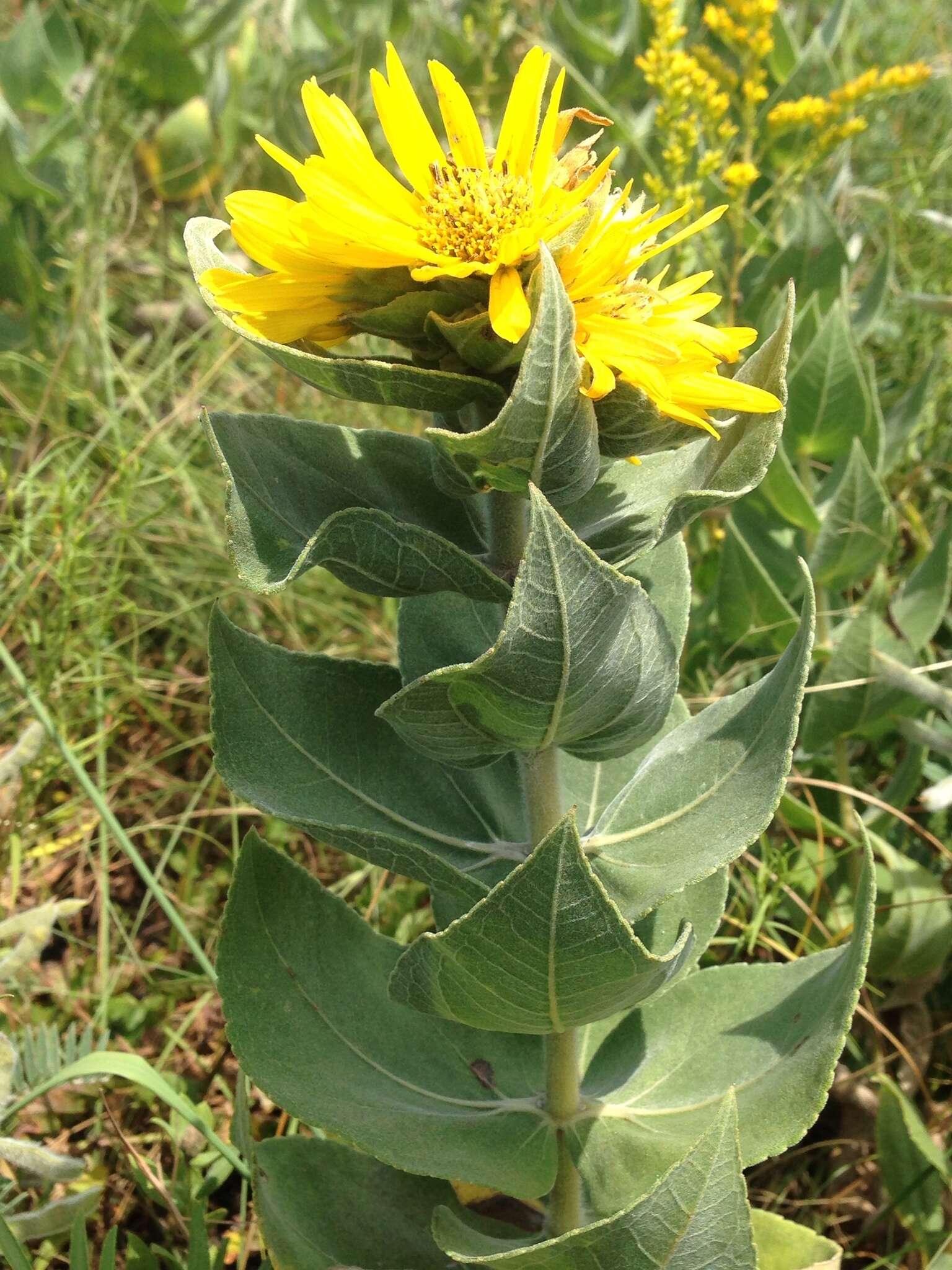 Image of ashy sunflower