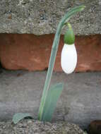 Image of giant snowdrop