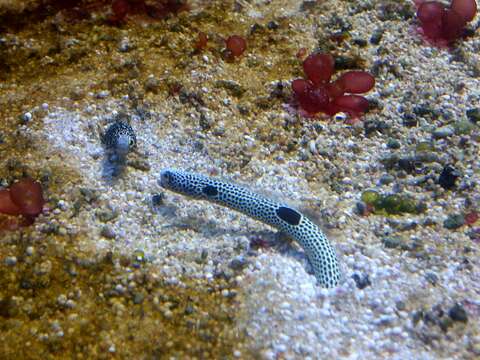 Image of Black spotted garden eel