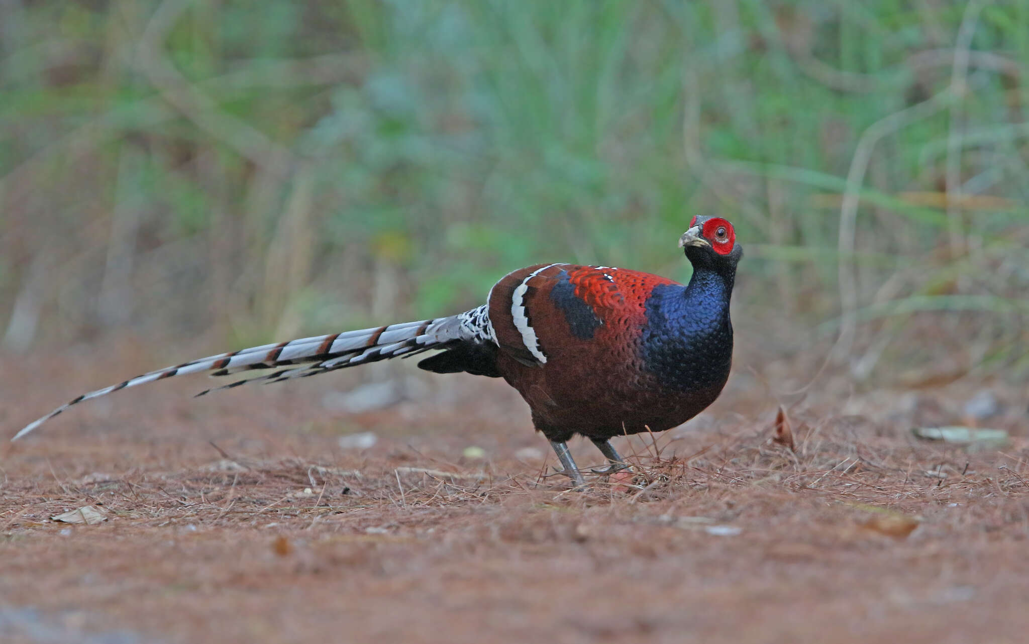 Image of Hume's Bar-tailed Pheasant