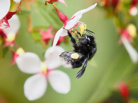 Imagem de Bombus volucelloides Gribodo 1892