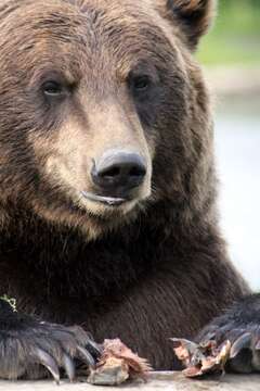 Image of grizzly bear