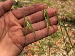 Image of Anisopogon