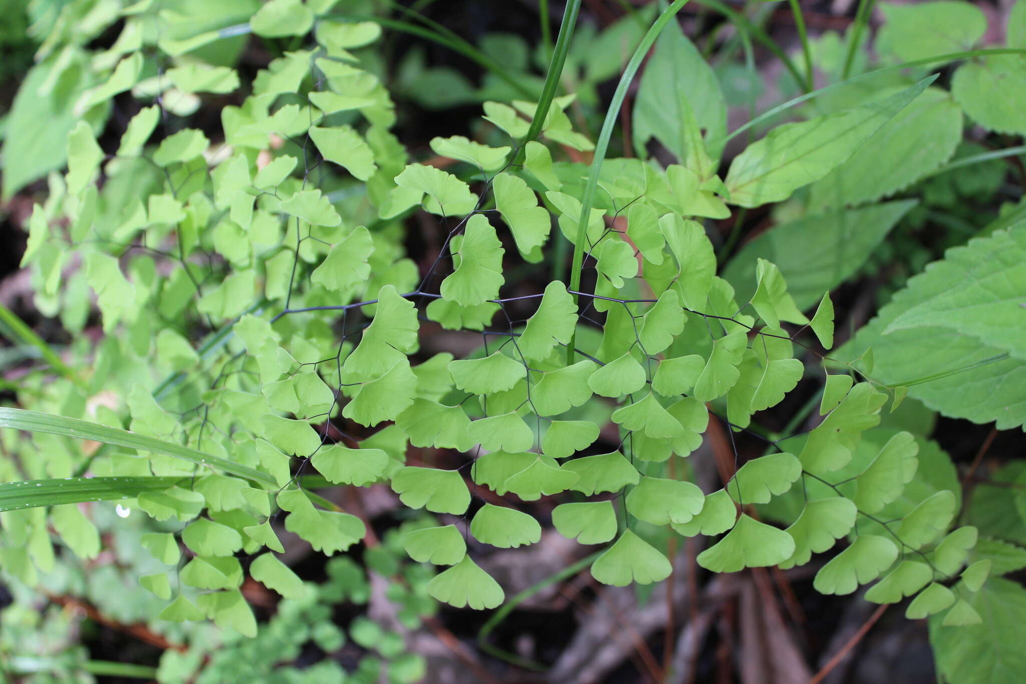 Adiantum braunii Mett. ex Kuhn的圖片