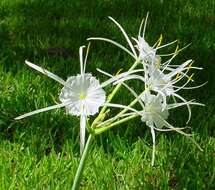 Imagem de Hymenocallis pimana Laferr.