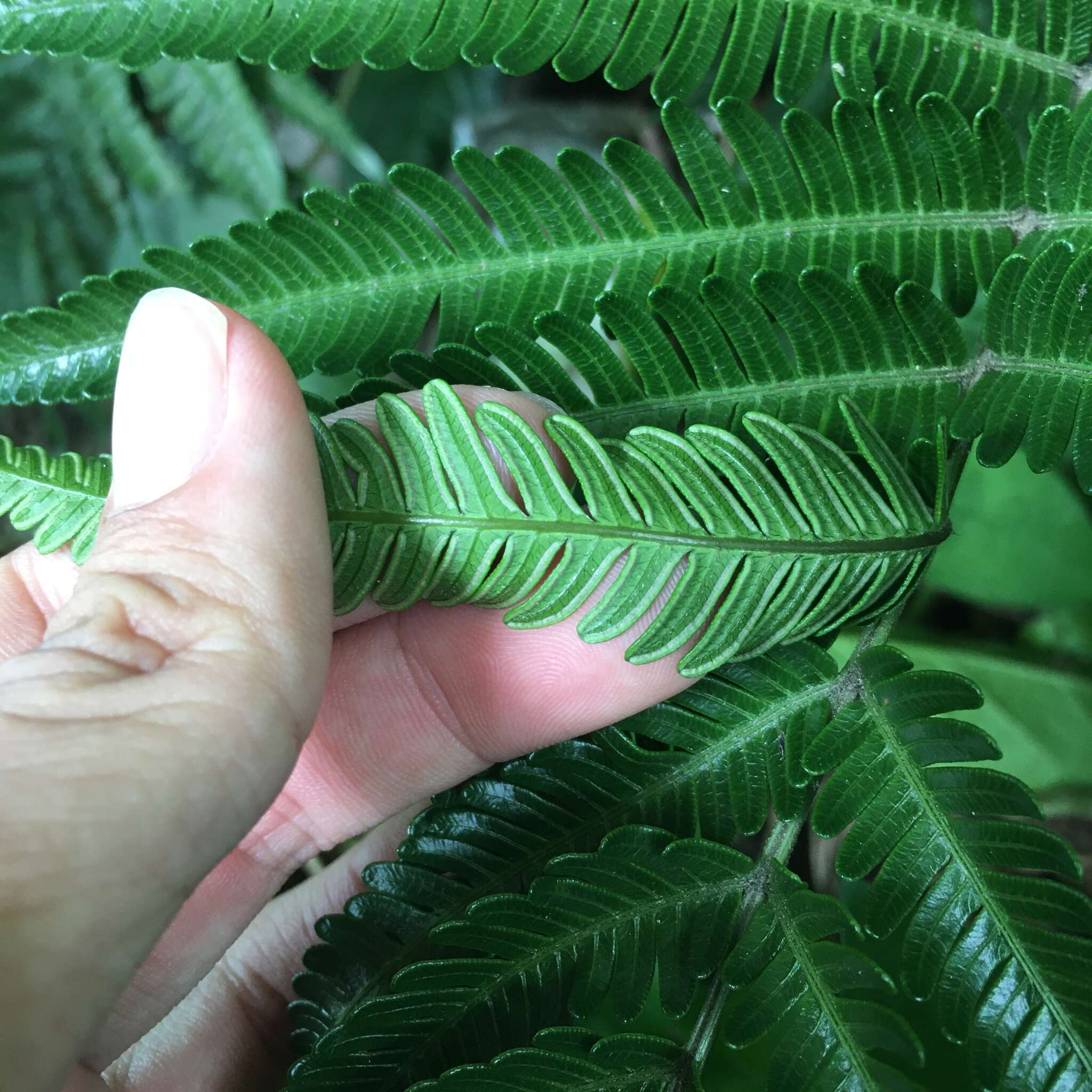 Sivun Pteris minor (Hieron.) Y. S. Chao kuva