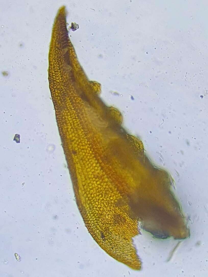 Image of Geheebia tophacea (Brid.) R. H. Zander