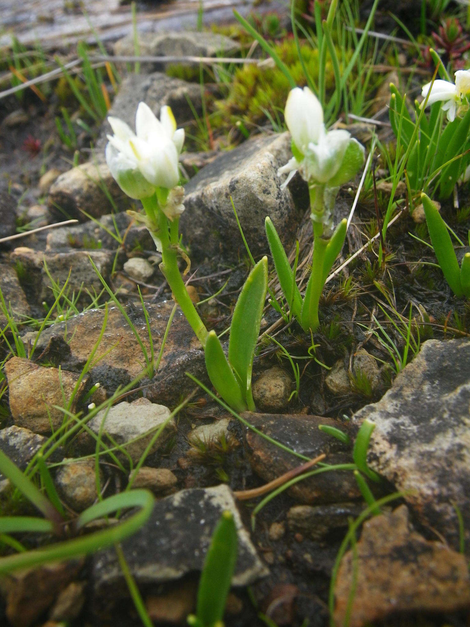 Imagem de Ornithogalum paludosum Baker