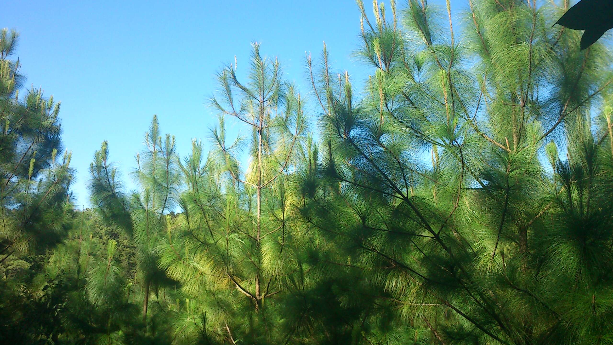 Image of Thin-leaf Pine